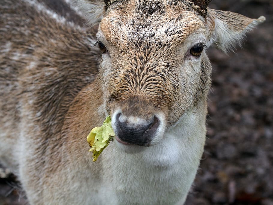 forest, wild, fallow deer, nature, animal themes, mammal, one animal HD wallpaper