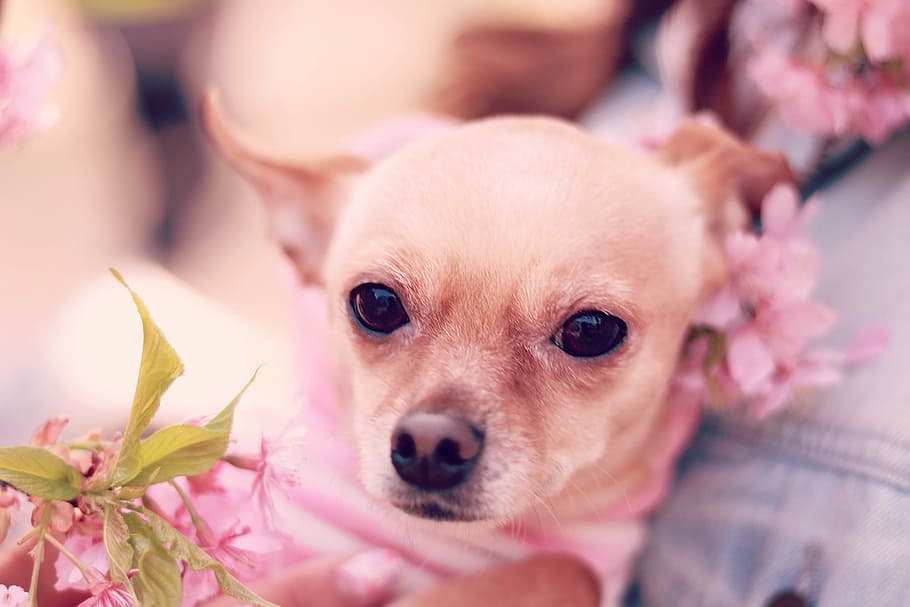 brown Chihuahua with pink petal flower, dog, chihuahua - Dog HD wallpaper