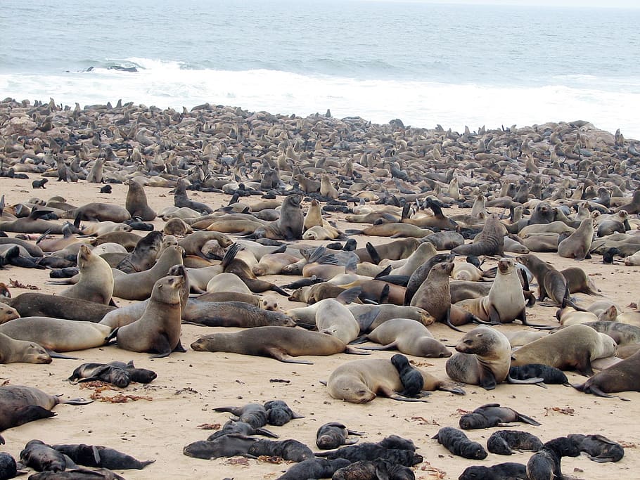 crawl, namibia, beach, sea, large group of animals, animals in the wild HD wallpaper