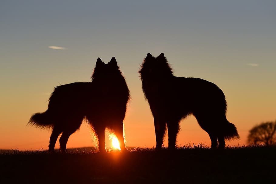 two silhouette of wolves during sunset, dogs, abendstimmung HD wallpaper