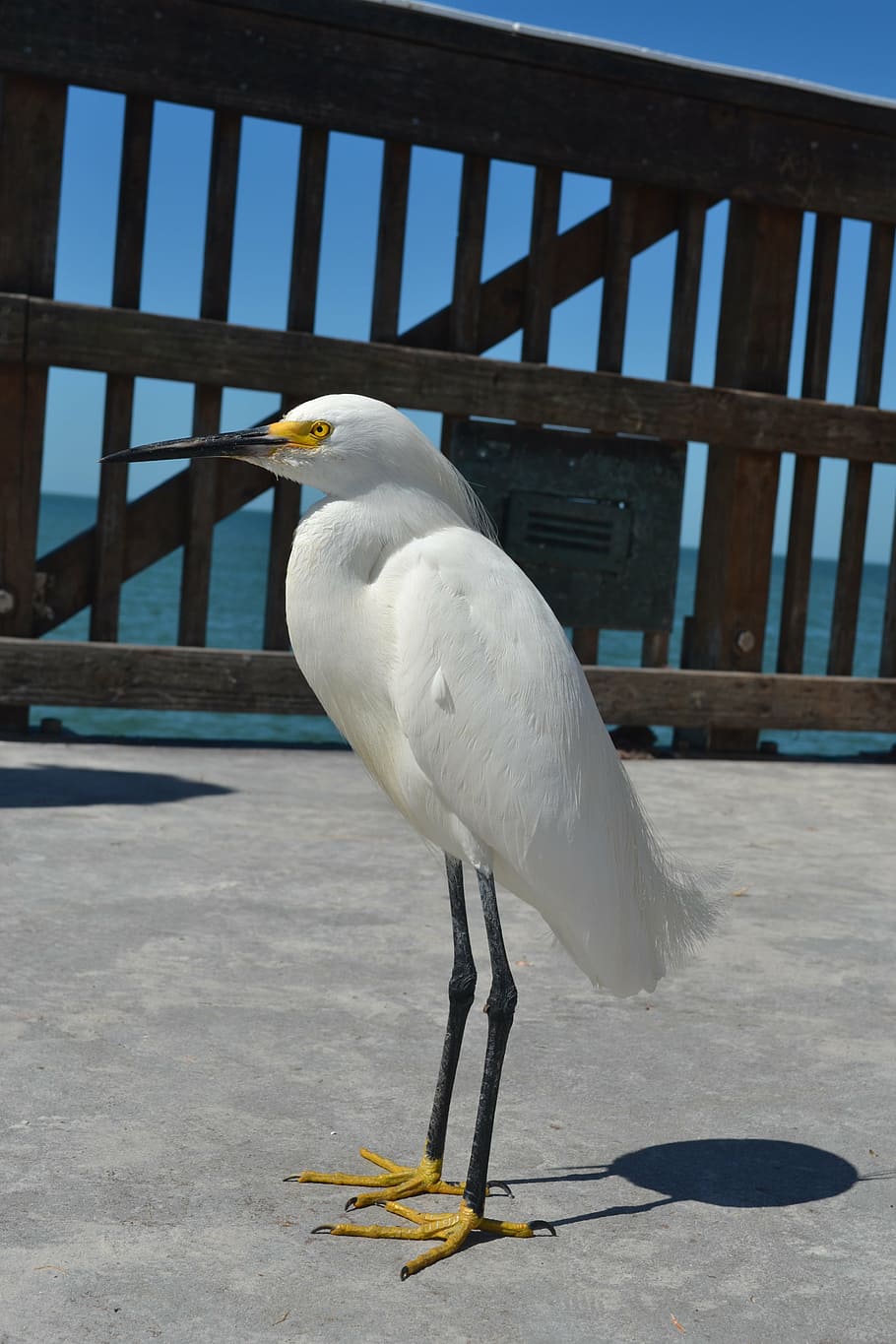 bird, beach, nature, summer, sea, tropical, wildlife, one animal HD wallpaper