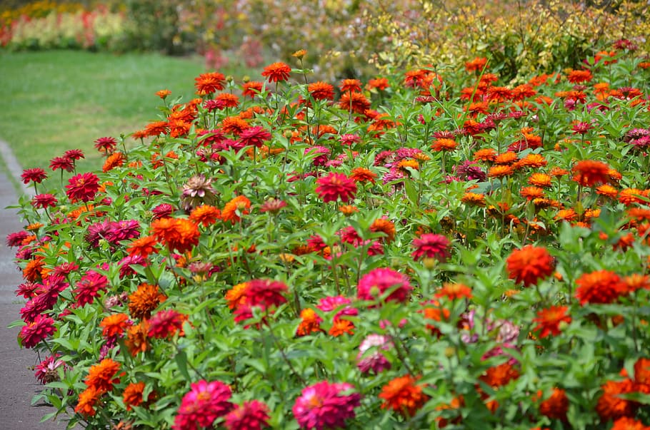 flowers, network, bloom, nature, red flowers, garden, plants HD wallpaper