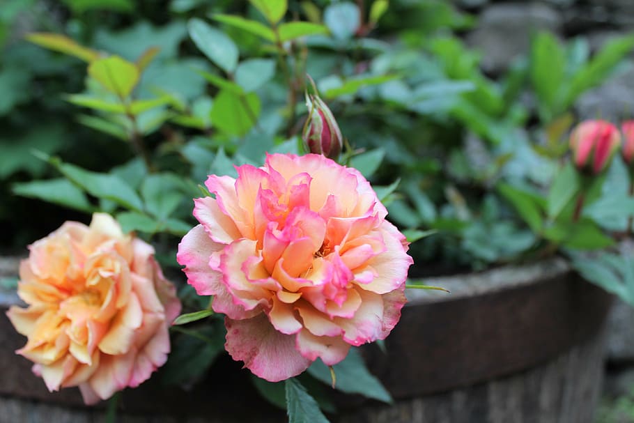rose, petals, bloom, scent, garden, summer, flower, blossom HD wallpaper