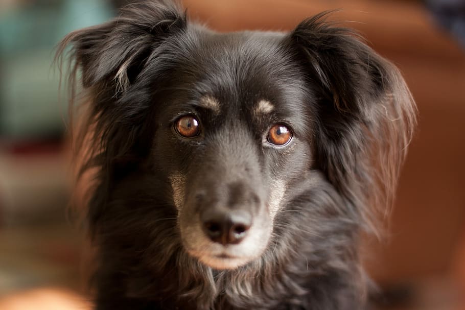 black dog staring at the camera, closeup photo of black dog, canine, HD wallpaper
