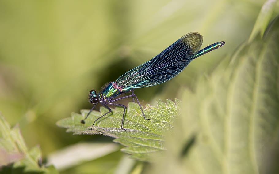 banded demoiselle, dragonfly, insect, break meadows, büttelborn, HD wallpaper