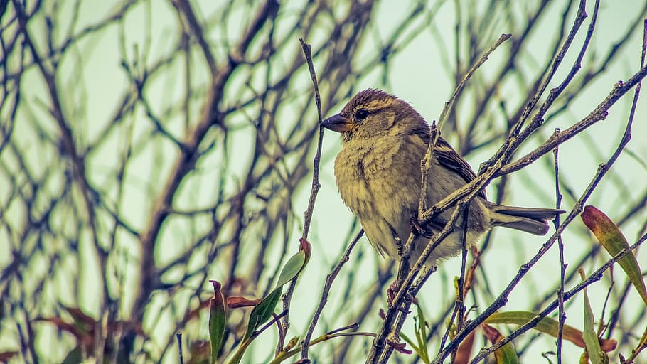 Sparrow, Tree, Bird, Wildlife, Nature, branch, animal, fauna HD wallpaper