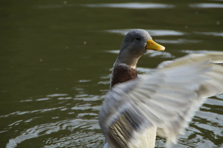 duck, flutter, wing-beat, water bird, animal, animal themes HD wallpaper