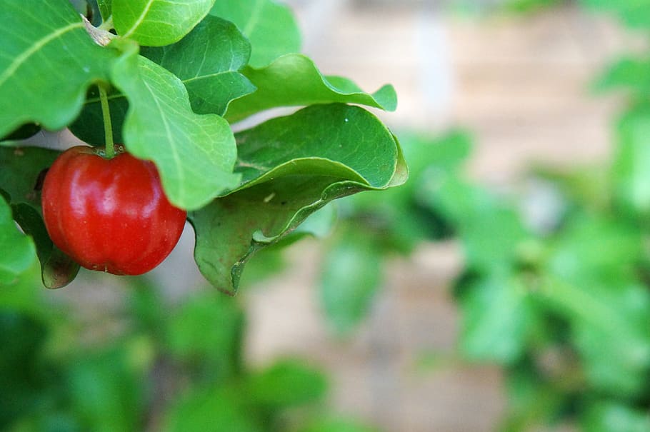 acerola, fruit, red, food and drink, leaf, plant part, growth HD wallpaper