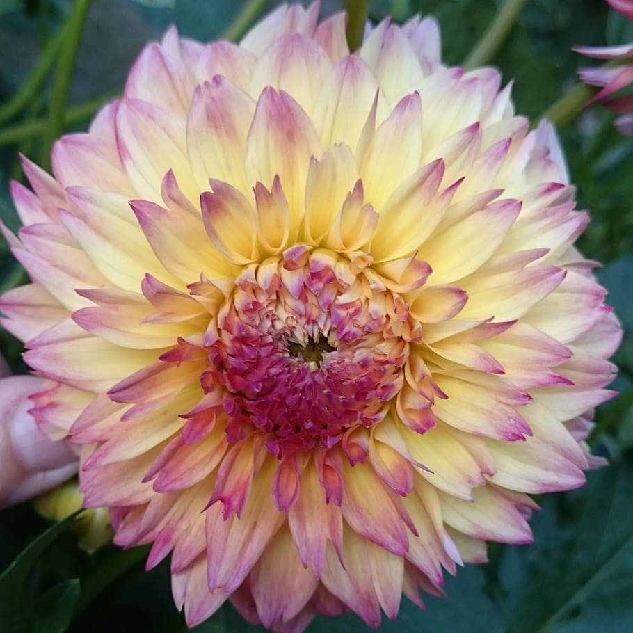 flower, dahlia, summer, flowering plant, fragility, vulnerability HD wallpaper