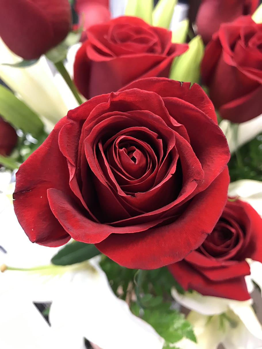 Rose, Red, White, flower, rose - flower, petal, flower head HD wallpaper