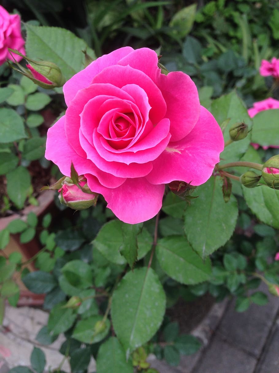 roses, flower, plant, beauty in nature, flowering plant, petal HD wallpaper