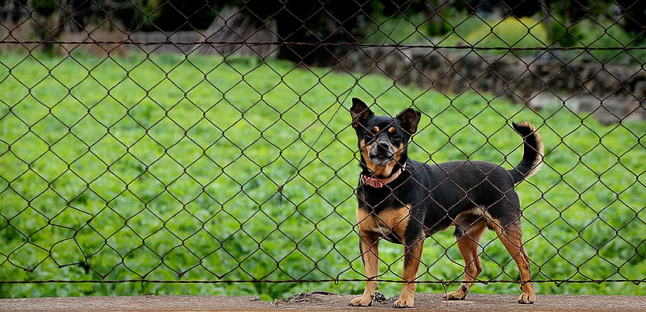 dog, imprisoned, guard, fence, wire mesh, poor animal, not, HD wallpaper