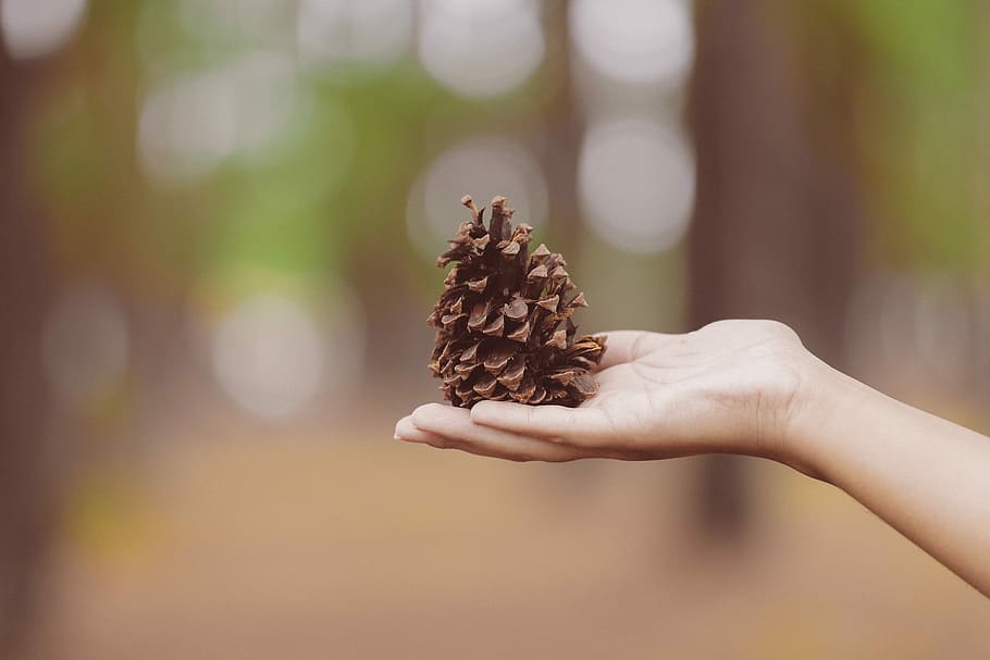person holding pinecone, person holding brown pine cone, hand HD wallpaper