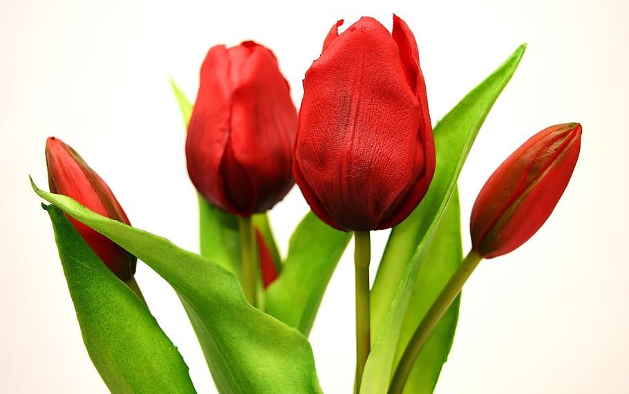 red tulip flowers, tulips, artificial, spring, flowering plant HD wallpaper