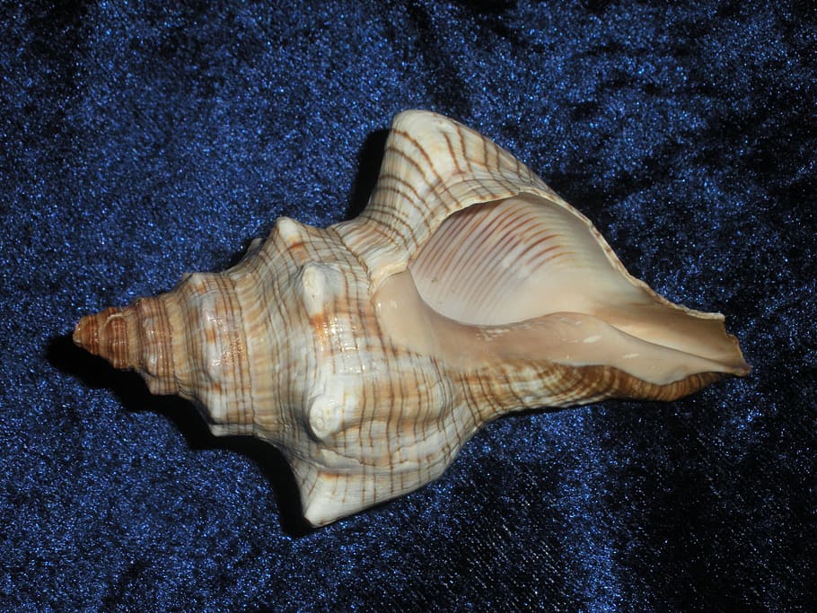 Conch, Seashell, Decorative, Marine, tropical, ocean, life, HD wallpaper