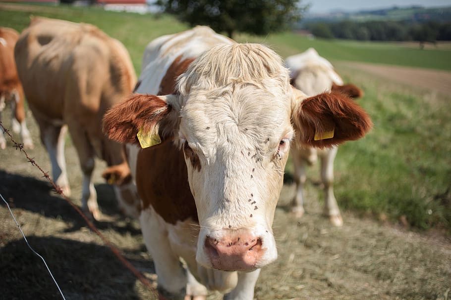 cow, animal, cows, beef, brown, pasture, agriculture, cattle HD wallpaper