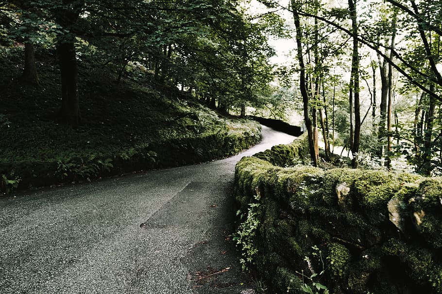 green, grass, plant, trees, moss, wall, road, path, mountain HD wallpaper