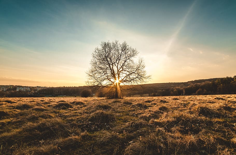 green leafed tree, landscape, sunset, wood, spring, summer HD wallpaper