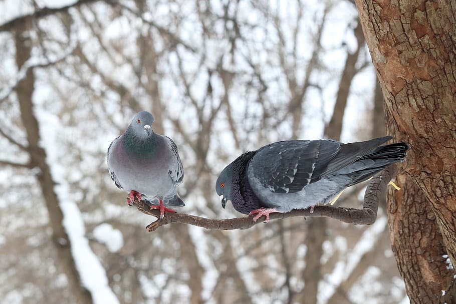 winter, bird, tree, nature, snow, coldly, outdoors, pen, leann HD wallpaper