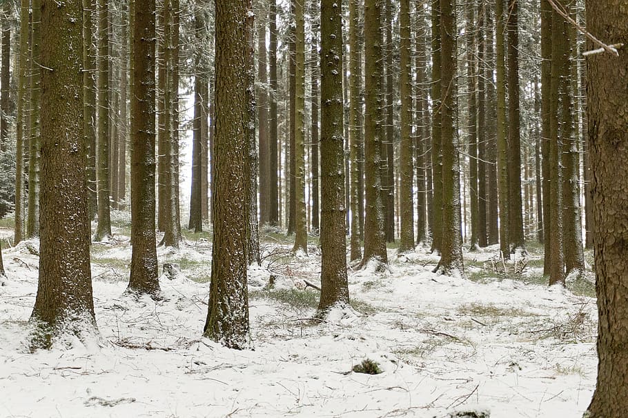 landscape, winter, snow, forest, cold, trees, winter dream HD wallpaper