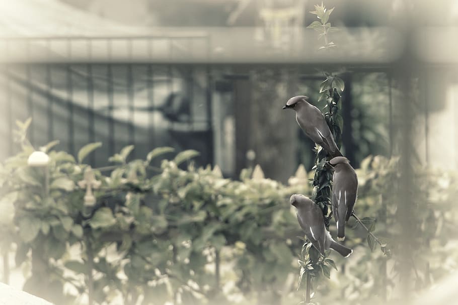 birds, perched, wire, row, flock, nature, animal, feather, outdoors HD wallpaper