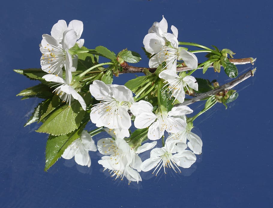 Cherry Blossom, White, Branch, Spring, bloom, mirror, mirrored HD wallpaper