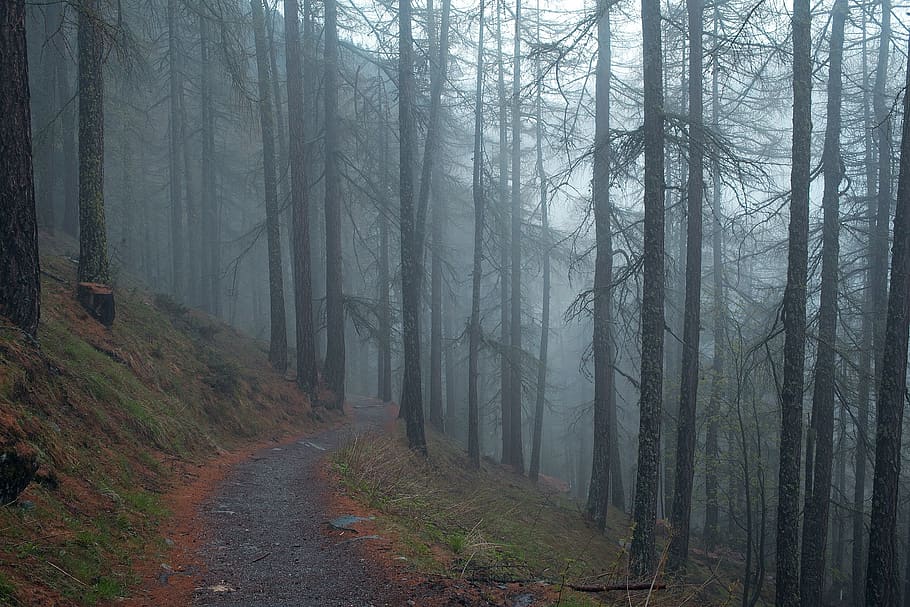 dark, path, field path, pathway, tree, organic, agriculture HD wallpaper