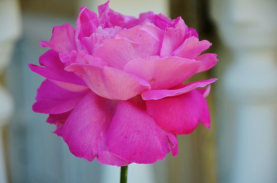 rose, flower, spring, summer, floral, leaf, nature, green, blossom HD wallpaper