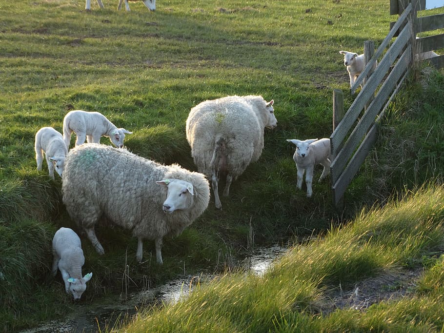 texel, sheep, lambs, spring, nature, netherlands, young, mammals HD wallpaper