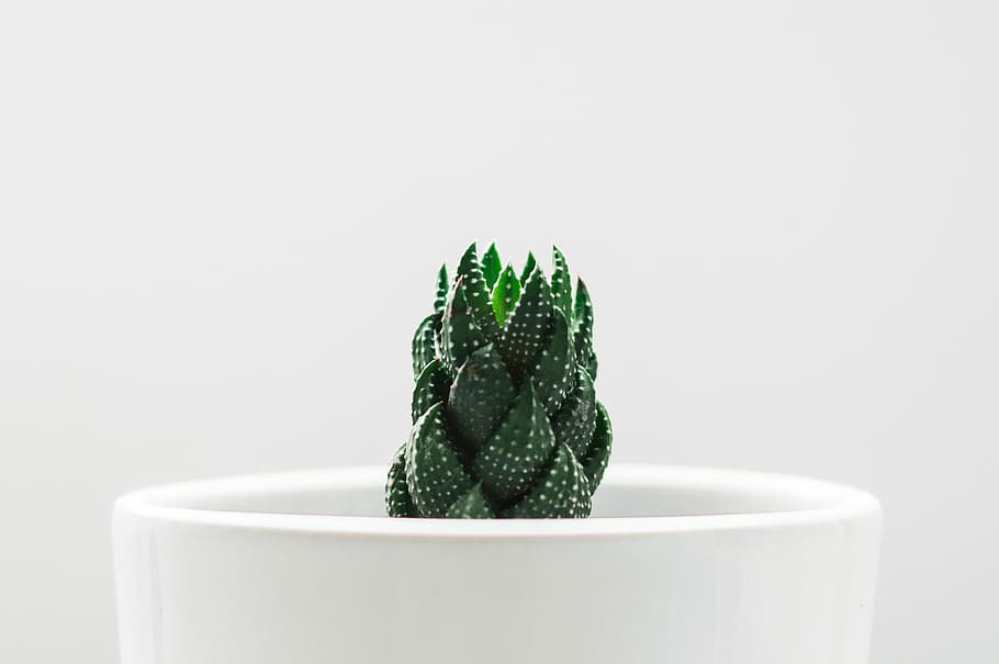 green cactus plant in vase, green cactus, succulent, background HD wallpaper