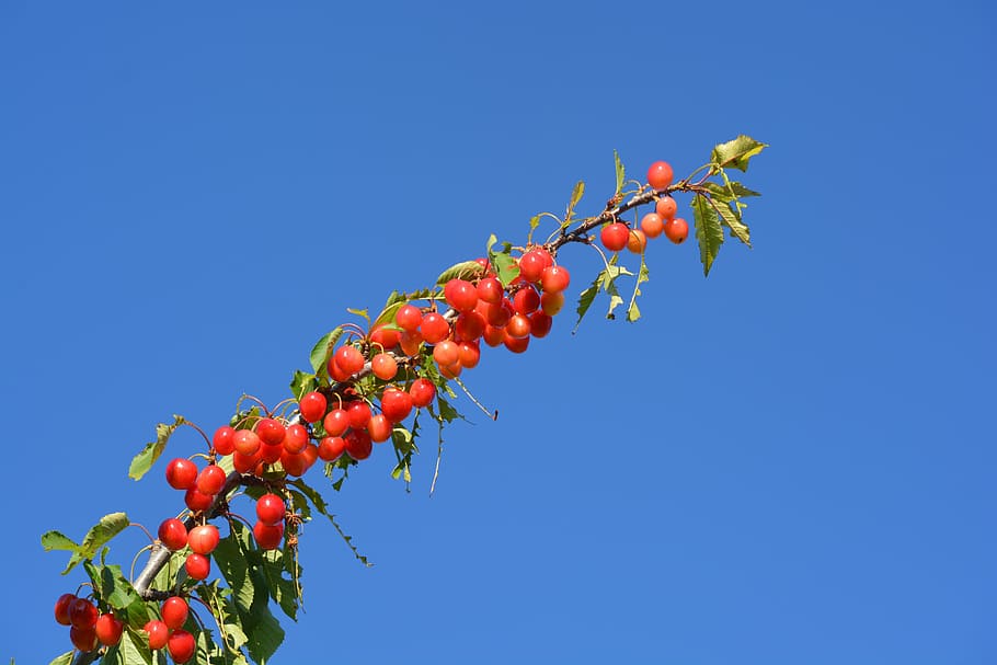 cherry, air, fruit, food and drink, healthy eating, red, blue HD wallpaper