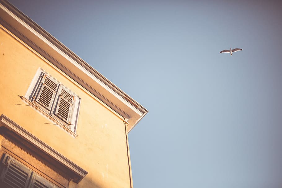 Old House Window in Colorful Retro, architecture, bird, cloudless HD wallpaper