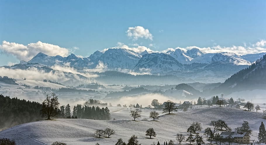 trees covering with snow, glacier mountain with green leaf trees under blue sky HD wallpaper