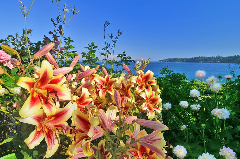 Lily, Waterfront, View, Landscape, harbor, flower, plant, nature HD wallpaper