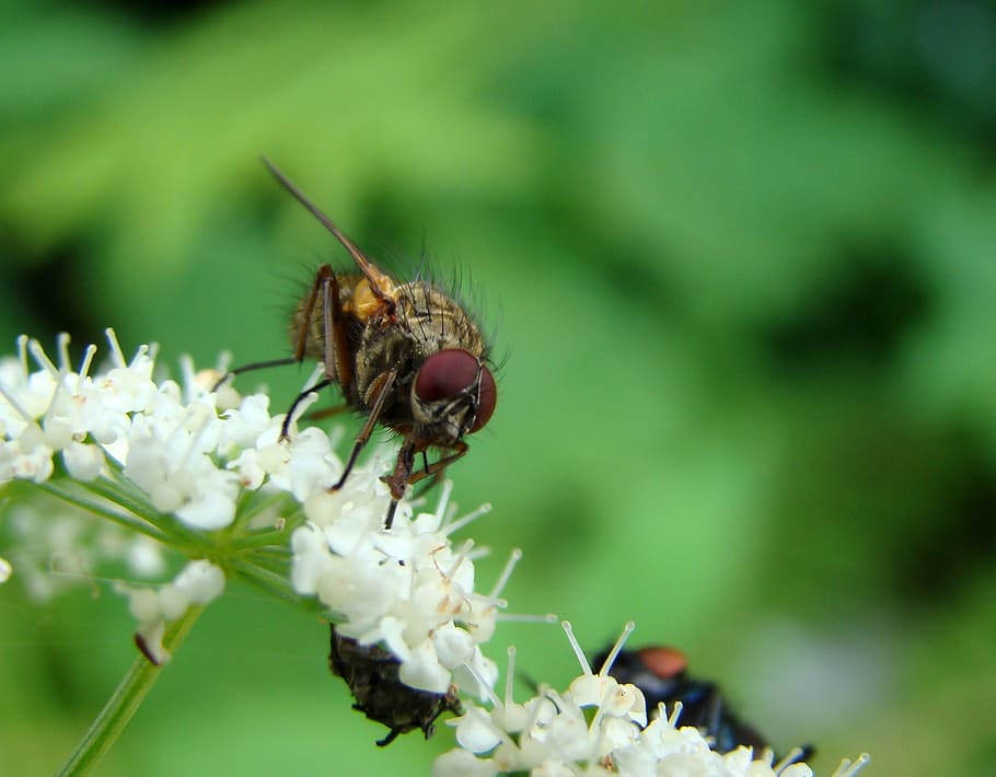 Fly, Insect, Flower, Nature, insects, animals, animal world HD wallpaper
