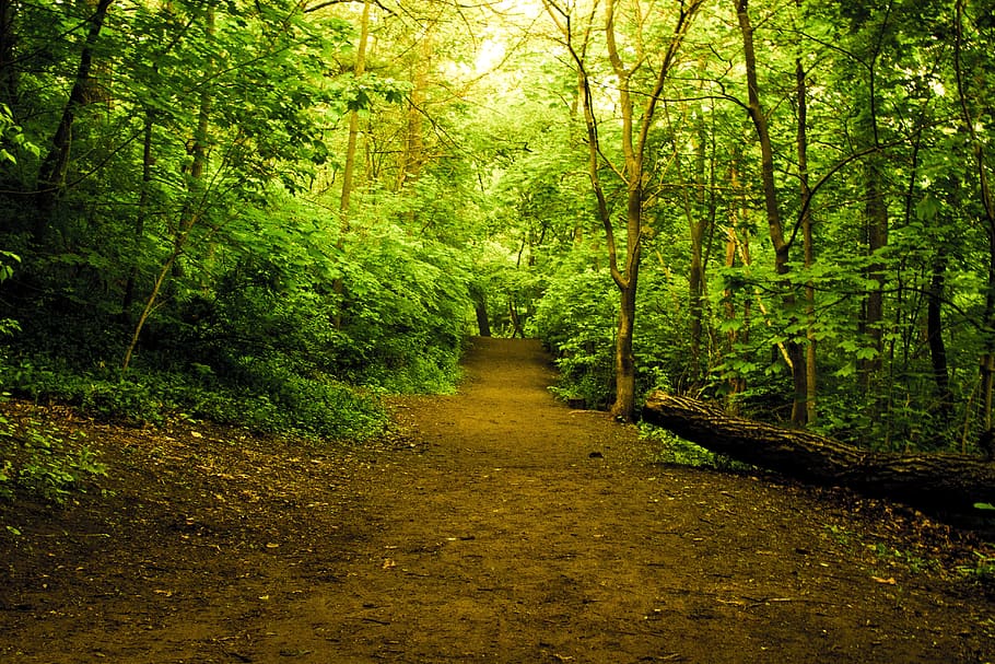 road, path, dirt, forest, trail, nature, landscape, tree, plant HD wallpaper