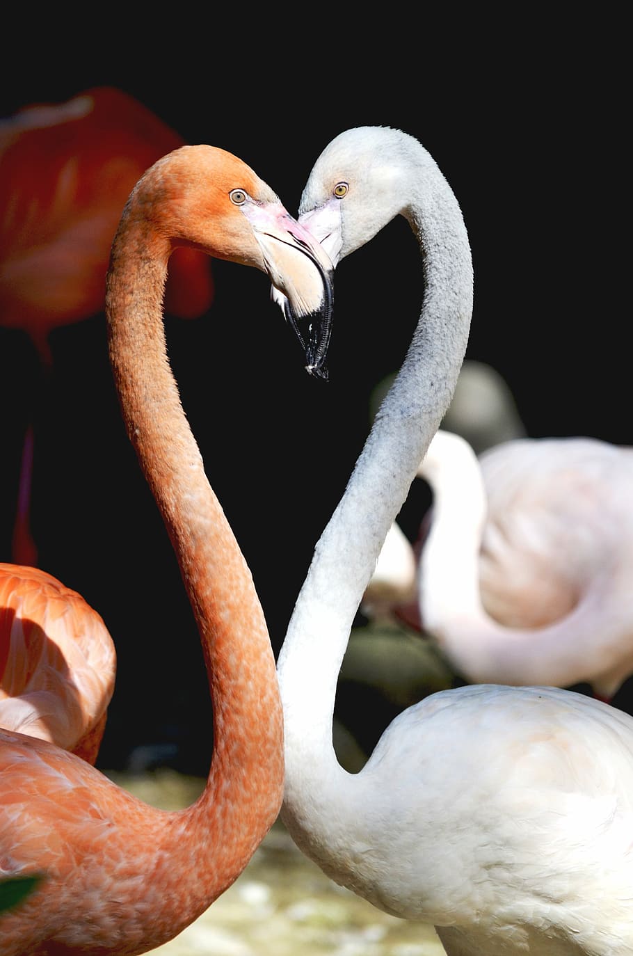 HD wallpaper: pink and white flamingos, heart, birds, love, romantic,  together | Wallpaper Flare