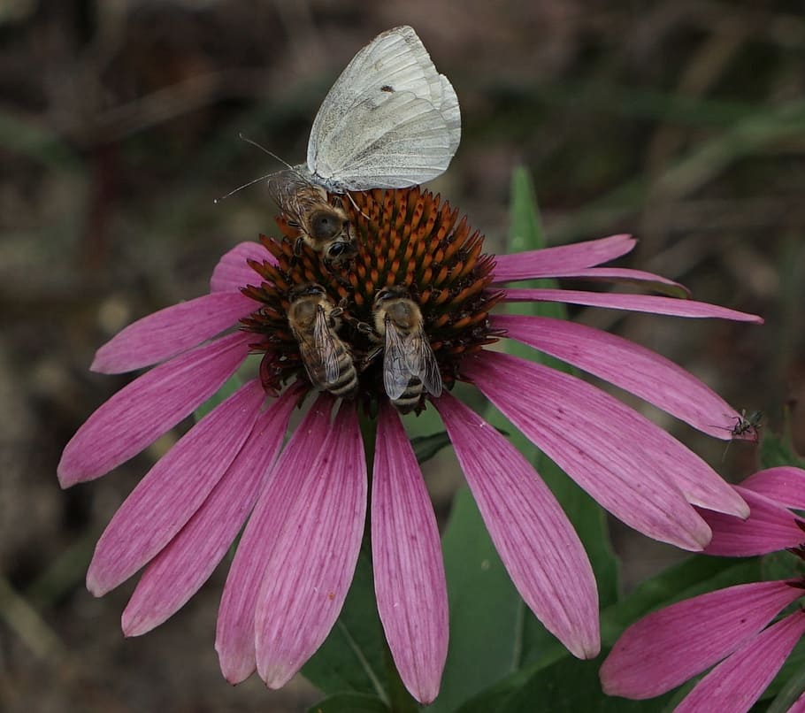 bees, together, multicultural, place for all, echinacea purpurea HD wallpaper
