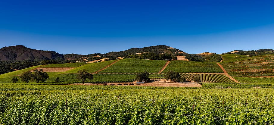 green farm during daytime, vineyards, napa valley, california, HD wallpaper
