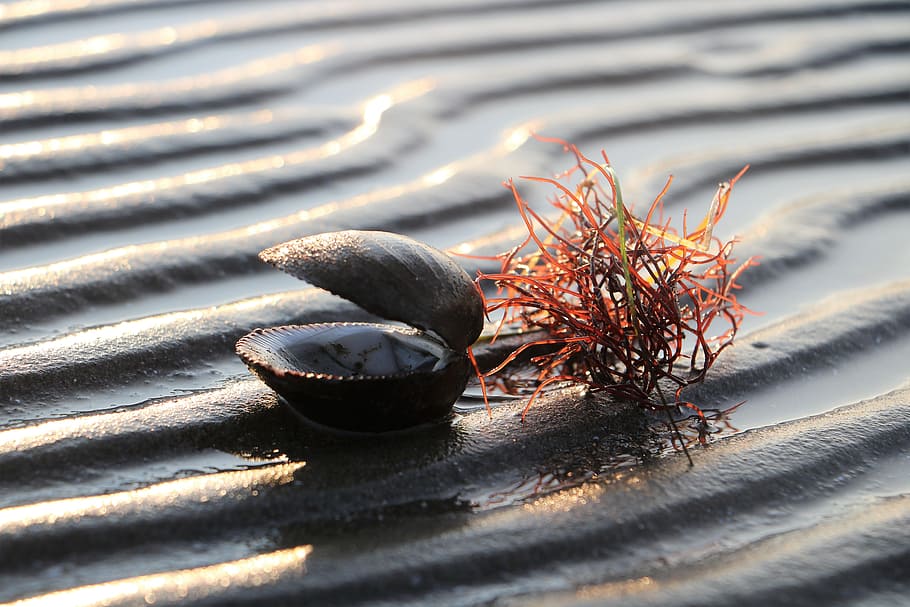 shell, beach, sand, lake, sand beach, holiday, water, wet, nature HD wallpaper