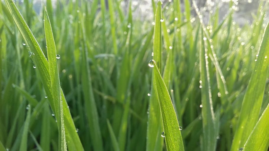 flora, growth, leaf, grass, nature, green color, plant, drop HD wallpaper