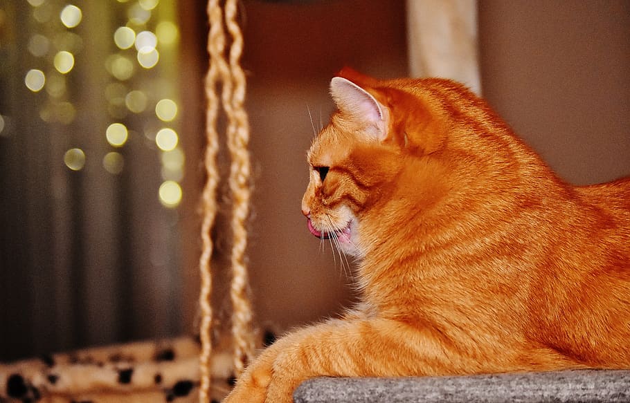 cat, red, funny, cute, mackerel, tiger, sweet, cuddly, animal HD wallpaper