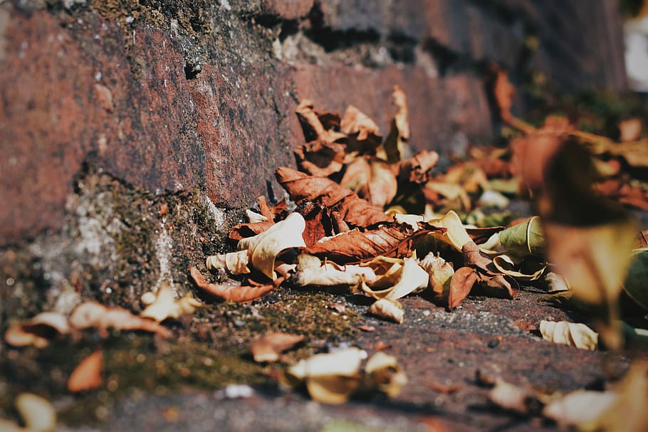 dried leaves during daytime, closeup photo of withered leaves HD wallpaper