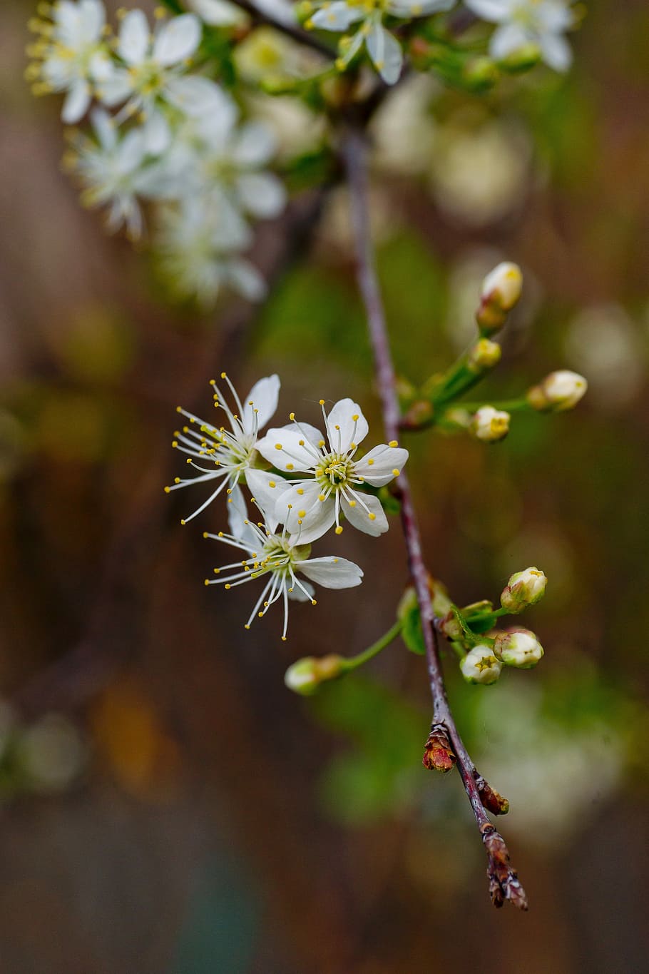 Flowers, Bloom, Cherry, Closeup, macro photography, nature HD wallpaper