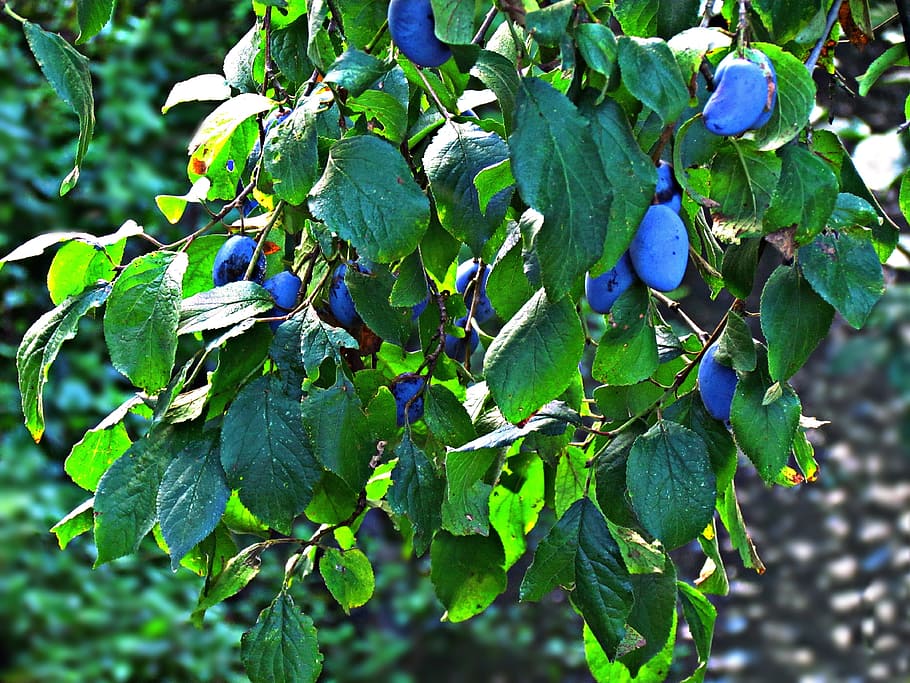 plum, tree, branches, nature, fruit, collections, leaf, plant part HD wallpaper