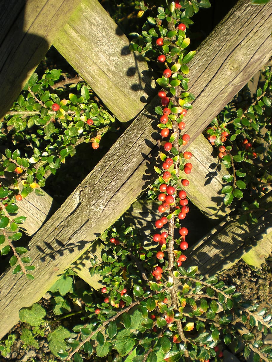 Cotoneaster, Berries, Plant, Fence, red, ornamental, autumn HD wallpaper