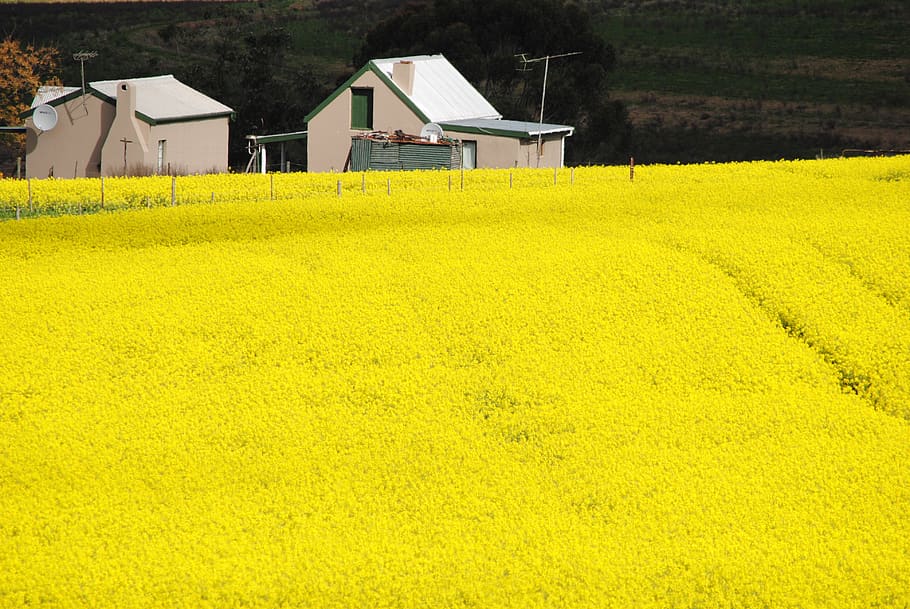 field, agriculture, farm, crop, flower, canola, caledon, south africa, HD wallpaper