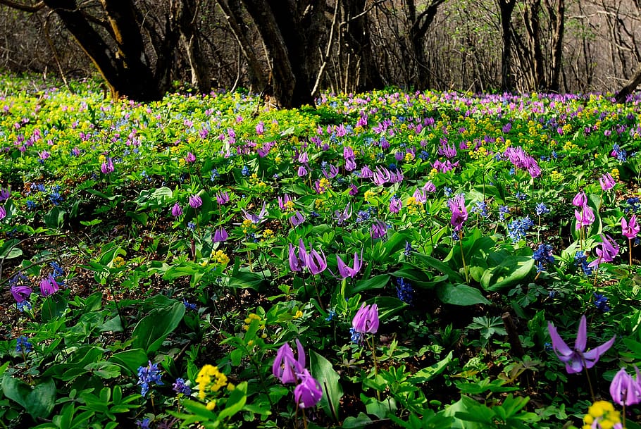 nature, spring, spring flowers, how do, landscape, plant, flowering plant HD wallpaper