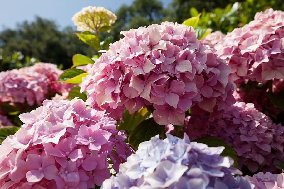 Hydrangeas flower, flowers, genus, hydrangea plants, hydrangeaceae HD wallpaper