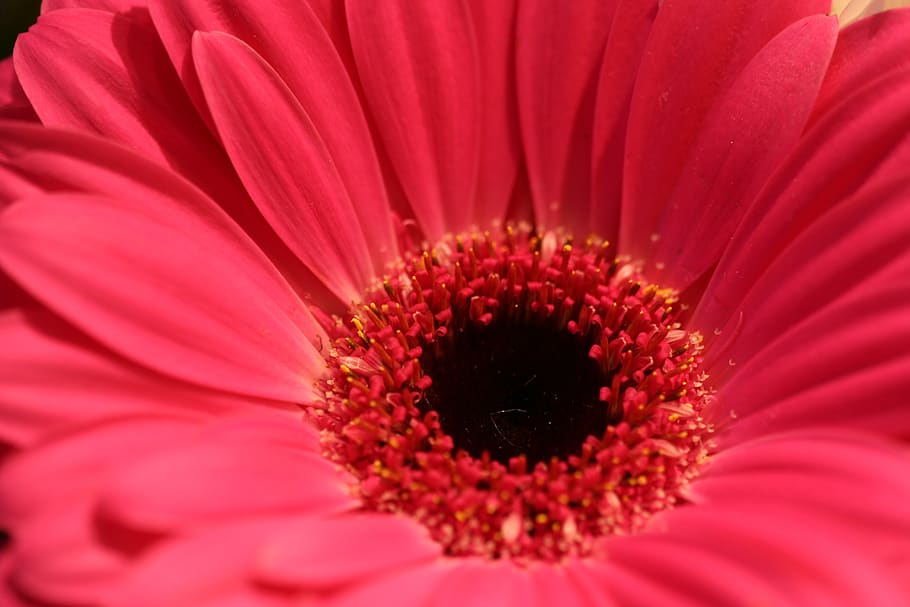 flower, red, macro, flowering plant, flower head, petal, inflorescence HD wallpaper